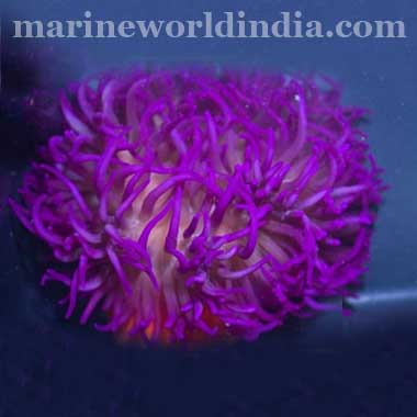 Purple Long Tentacle Anemone MacrodactyLa Doreensis