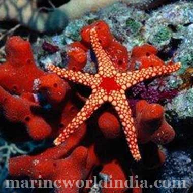 Red Marble Star