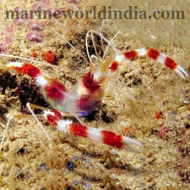 Coral Banded Shrimp Stenopus Hispidus