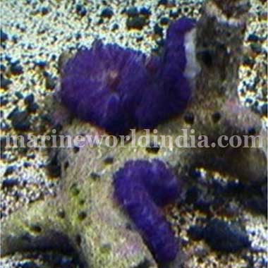 True Tonga Purple Mushrooms Rhodactis indosinensis