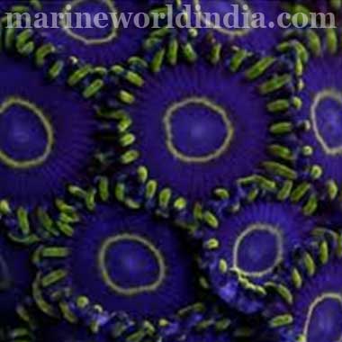 apanese Zoanthids "Purple Hornet" Zoa
