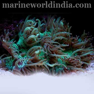 Elegance Coral Catalaphyllia Jardinei
