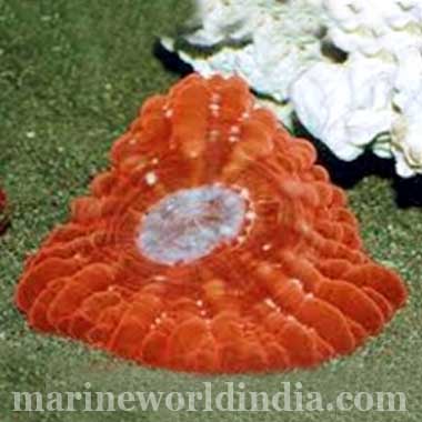 Colored Button Coral, Cynarina (Cynarina Lacrymalis)