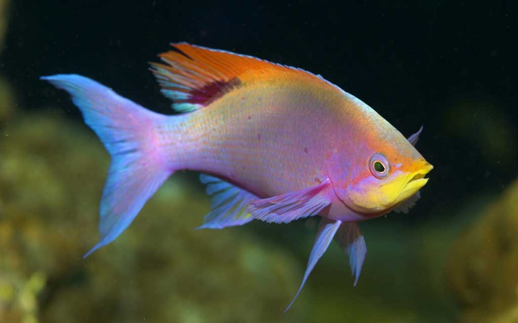 tang fish