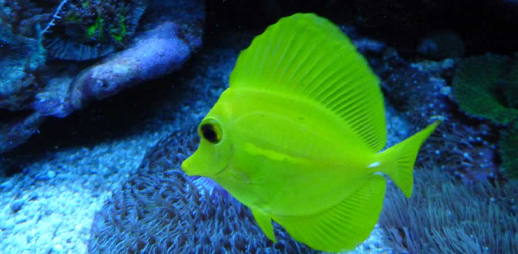 Reef fish