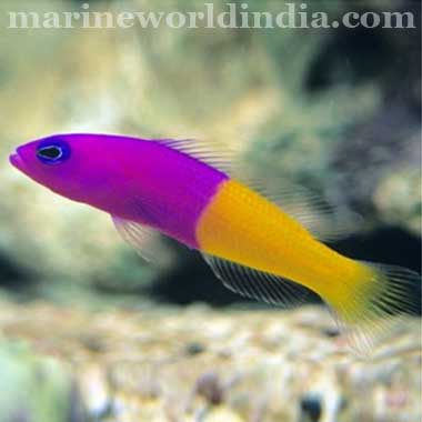 Bicolor Dottyback (Pseudochromis paccagnellae)