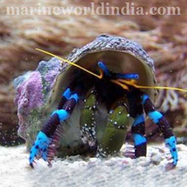 Dwarf Blue Leg Reef Hermit Crabs