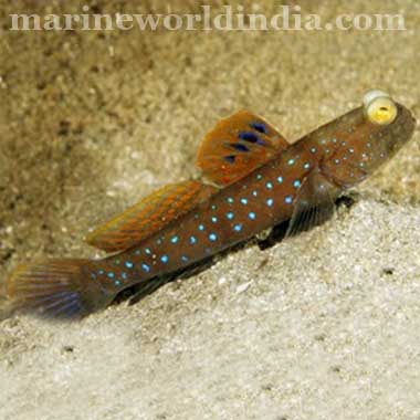 watchmen blue spot goby