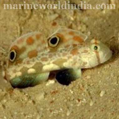 Twinspot Signal Goby