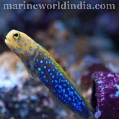 watchmen blue spot goby