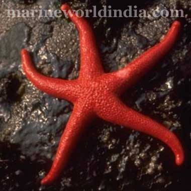 Red Linkia Star Tamaria SP