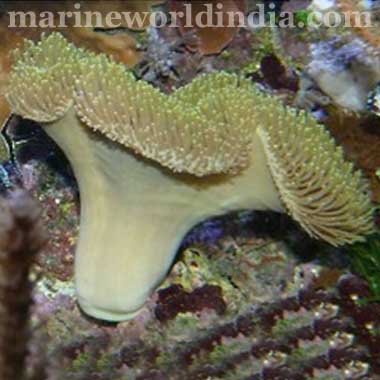 Assorted Toadstool Mushroom Leather Corals Sarcophyton sp