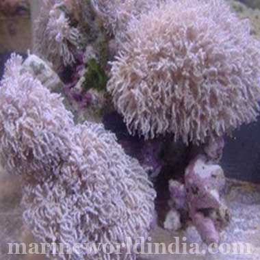 Red Chili/Cactus Coral (Alcyonium)