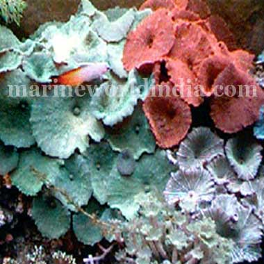 Assorted Color Mushroom Rock Rhodactis Indosinensis