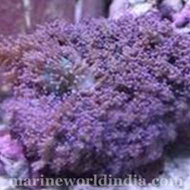 Purple Frilly Mushroom Rhodactis Indosinensis