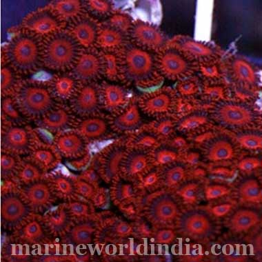 Superman (Red Target) Zoanthid