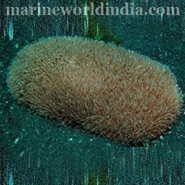 Tongue Coral or Slipper Coral (Polyphyllia)