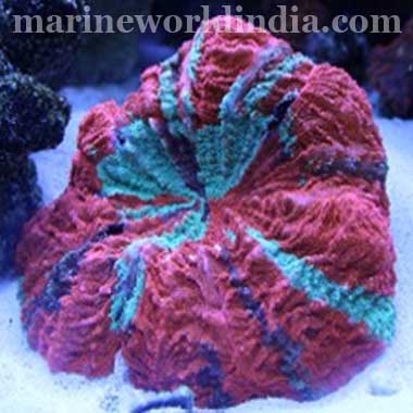 Australian Fancy Doughnut Corals Acanthophyllia