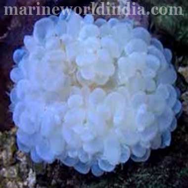 Bubble Coral, White (Plerogyra Sinuosa)