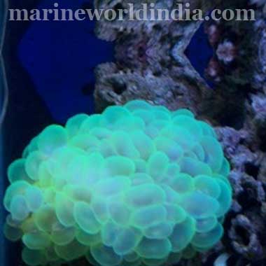 Bubble Coral, Green (Plerogyra Sinuosa)