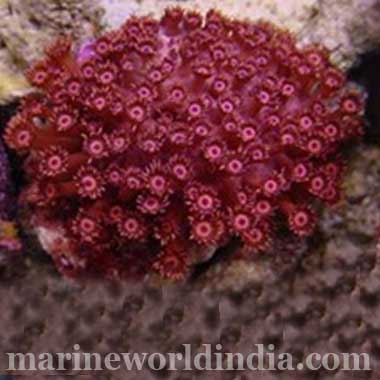 True Red Flower Pot Coral Goniopora sp
