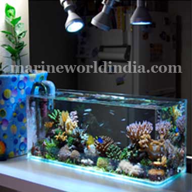 marine reef aquarium setup, salt water aquarium manufacturer