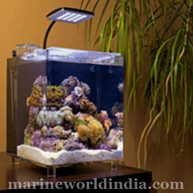 Instant Reef DM045PNP Artificial Coral Reef Aquarium Decor for Saltwater  Fish, Marine Fish Tanks and Freshwater Fish Aquariums : : Pet  Supplies